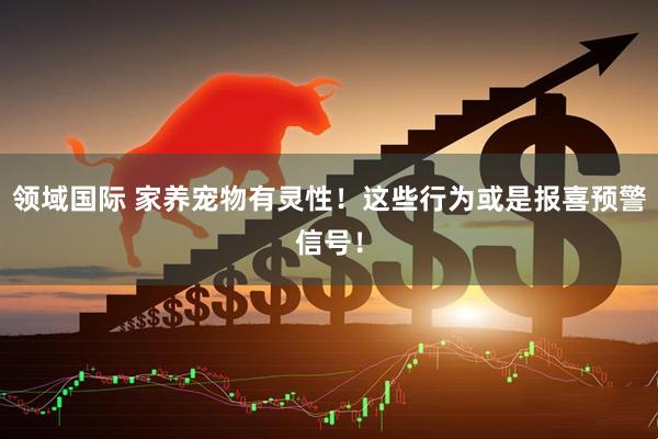 领域国际 家养宠物有灵性！这些行为或是报喜预警信号！